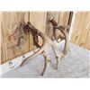 Image 6 : Big Heavy Mass 5x5 Whitetail Shed Antlers