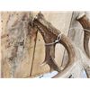 Image 7 : Big Heavy Mass 5x5 Whitetail Shed Antlers