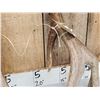 Image 9 : Big Heavy Mass 5x5 Whitetail Shed Antlers