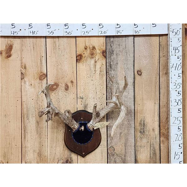 FREAK 4 Pedicle Whitetail Antlers On Plaque