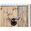 Image 1 : FREAK 4 Pedicle Whitetail Antlers On Plaque