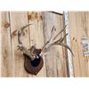 Image 6 : FREAK 4 Pedicle Whitetail Antlers On Plaque