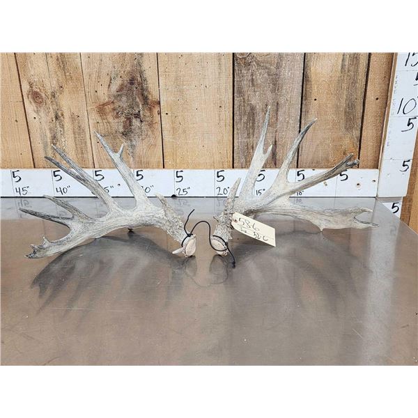 Main Frame 6x6 Whitetail Shed Antlers
