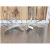 Image 1 : Main Frame 6x6 Whitetail Shed Antlers