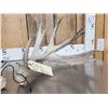 Image 2 : Main Frame 6x6 Whitetail Shed Antlers