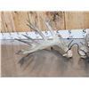 Image 3 : Main Frame 6x6 Whitetail Shed Antlers