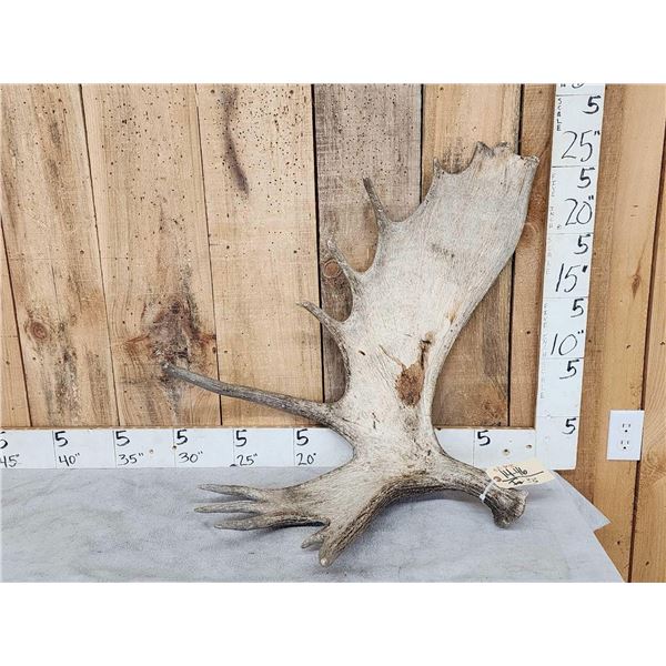 13.4 Lbs Moose Shed Antler