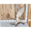 Image 1 : 13.4 Lbs Moose Shed Antler