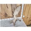 Image 2 : 13.4 Lbs Moose Shed Antler
