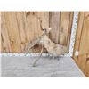 Image 3 : 13.4 Lbs Moose Shed Antler