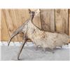 Image 4 : 13.4 Lbs Moose Shed Antler