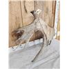 Image 5 : 13.4 Lbs Moose Shed Antler