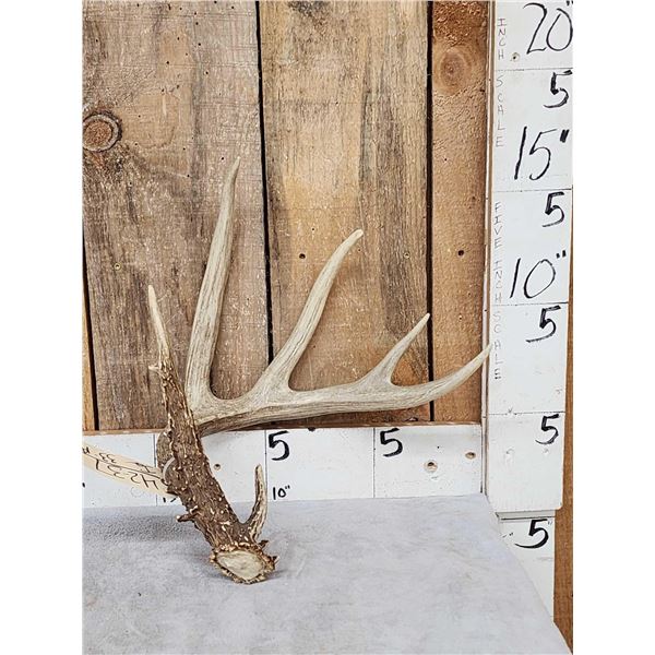 Gorgeous 5 Point Wild Kansas Whitetail Shed Antler