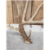 Image 2 : Gorgeous 5 Point Wild Kansas Whitetail Shed Antler