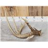 Image 4 : Gorgeous 5 Point Wild Kansas Whitetail Shed Antler
