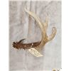 Image 5 : Gorgeous 5 Point Wild Kansas Whitetail Shed Antler
