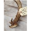 Image 6 : Gorgeous 5 Point Wild Kansas Whitetail Shed Antler