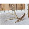 Image 8 : Gorgeous 5 Point Wild Kansas Whitetail Shed Antler