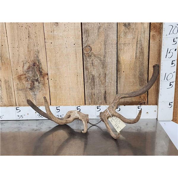 Set Of Freak Elk Shed Antlers