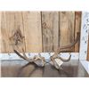 Image 1 : Set Of Freak Elk Shed Antlers