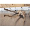 Image 3 : Set Of Freak Elk Shed Antlers
