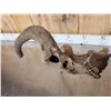 Image 4 : Set Of Freak Elk Shed Antlers