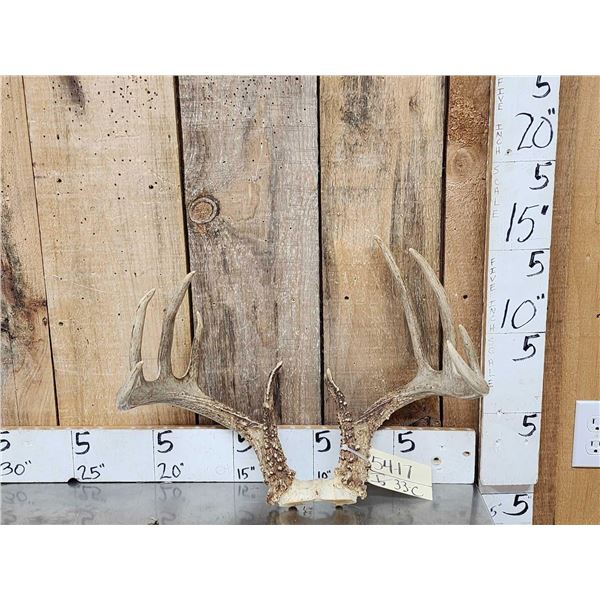 Extra Nice Wild Iowa 5x5 Whitetail Antlers On Skull Plate