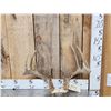 Image 1 : Extra Nice Wild Iowa 5x5 Whitetail Antlers On Skull Plate