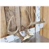 Image 3 : Extra Nice Wild Iowa 5x5 Whitetail Antlers On Skull Plate
