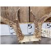 Image 4 : Extra Nice Wild Iowa 5x5 Whitetail Antlers On Skull Plate