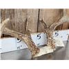Image 5 : Extra Nice Wild Iowa 5x5 Whitetail Antlers On Skull Plate
