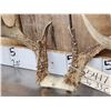 Image 6 : Extra Nice Wild Iowa 5x5 Whitetail Antlers On Skull Plate