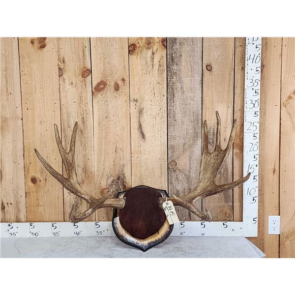 38" Wide Moose Antlers On Plaque