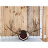 Image 1 : 38" Wide Moose Antlers On Plaque