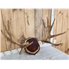 Image 2 : 38" Wide Moose Antlers On Plaque