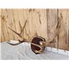 Image 3 : 38" Wide Moose Antlers On Plaque