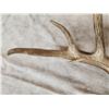 Image 10 : Awesome Set Of Main Frame 5x5 Canadian Whitetail Shed Antlers