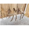Image 13 : Awesome Set Of Main Frame 5x5 Canadian Whitetail Shed Antlers