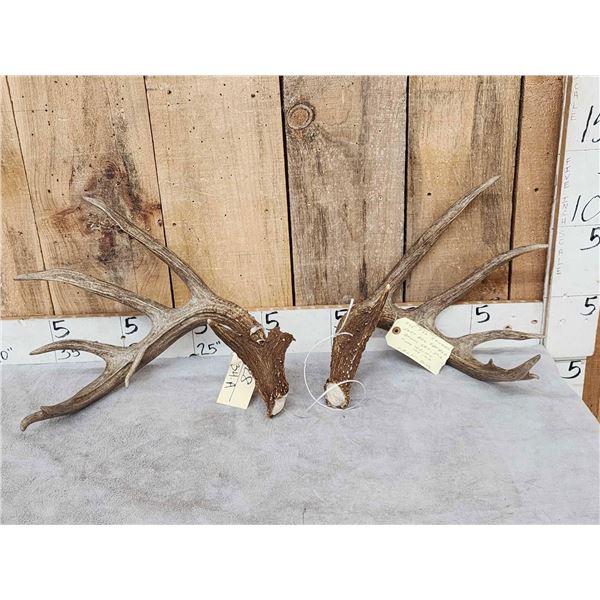 Awesome Set Of Main Frame 5x5 Canadian Whitetail Shed Antlers