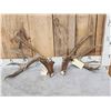 Image 1 : Awesome Set Of Main Frame 5x5 Canadian Whitetail Shed Antlers