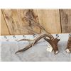 Image 3 : Awesome Set Of Main Frame 5x5 Canadian Whitetail Shed Antlers