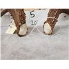 Image 4 : Awesome Set Of Main Frame 5x5 Canadian Whitetail Shed Antlers