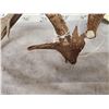 Image 5 : Awesome Set Of Main Frame 5x5 Canadian Whitetail Shed Antlers