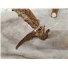 Image 6 : Awesome Set Of Main Frame 5x5 Canadian Whitetail Shed Antlers