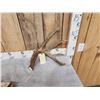 Image 7 : Awesome Set Of Main Frame 5x5 Canadian Whitetail Shed Antlers