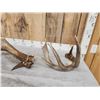 Image 8 : Awesome Set Of Main Frame 5x5 Canadian Whitetail Shed Antlers