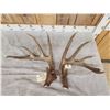 Image 9 : Awesome Set Of Main Frame 5x5 Canadian Whitetail Shed Antlers