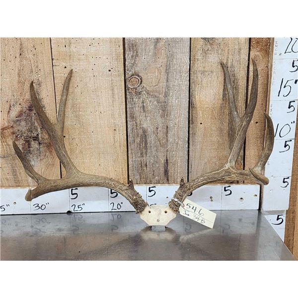 Main Frame 5x5 Mule Deer Antlers On Skull Plate