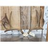Image 1 : Main Frame 5x5 Mule Deer Antlers On Skull Plate