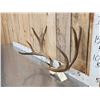 Image 2 : Main Frame 5x5 Mule Deer Antlers On Skull Plate